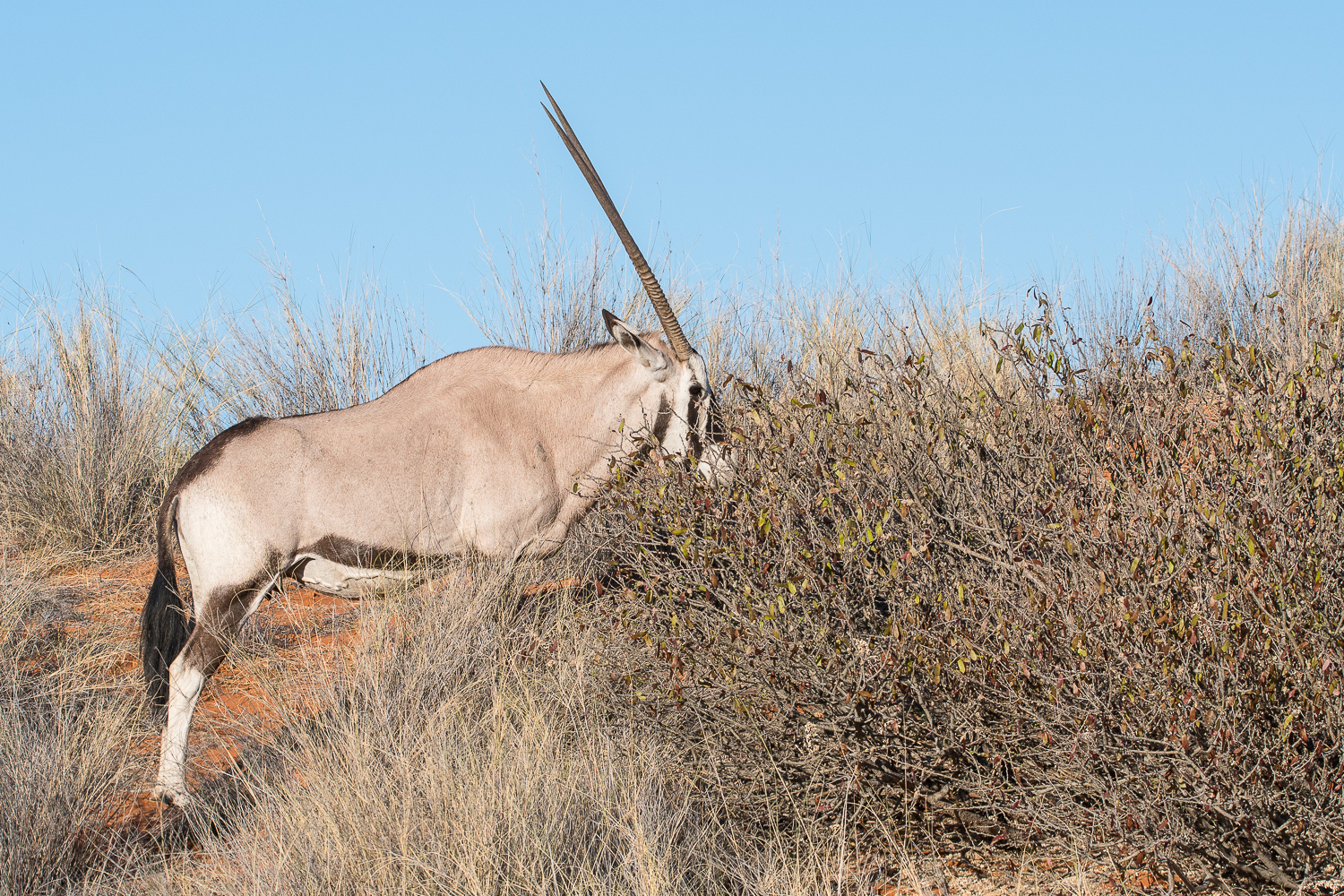 Oryx gazelle ou Gemsbok, (Gemsbok ou Southern Oryx, Oryx gazella), femelle broutant un buisson desséché, Etosha National Park, Namibie.
 * 